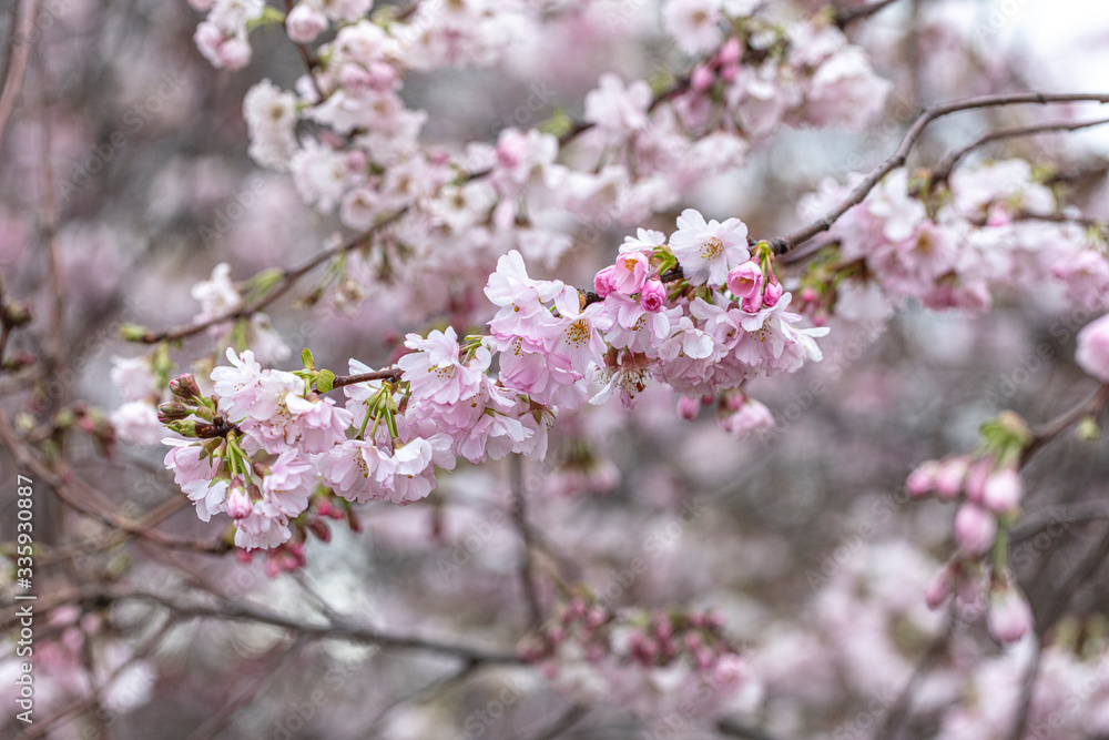 Cerezo Cerezo