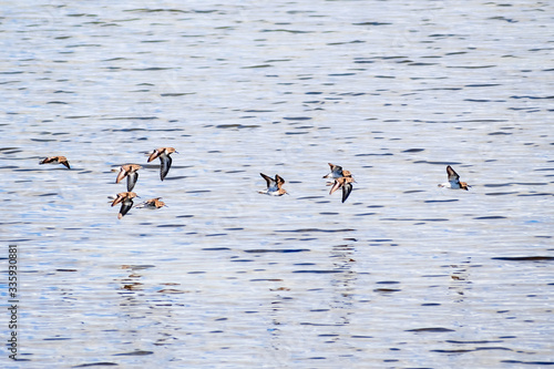 Least sandpipers (Calidris minutilla) birds flying over the waters of San Francisco Bay, Palo Alto, California; Least Sandpipers are the smallest of the small sandpipers known as “peeps”