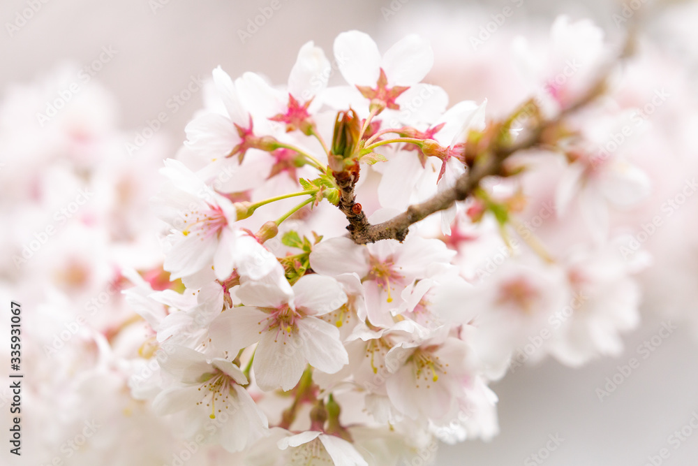 Bright pink and white cherry tree full blossom flowers blooming in spring time season near Easter, against blurred bokeh background