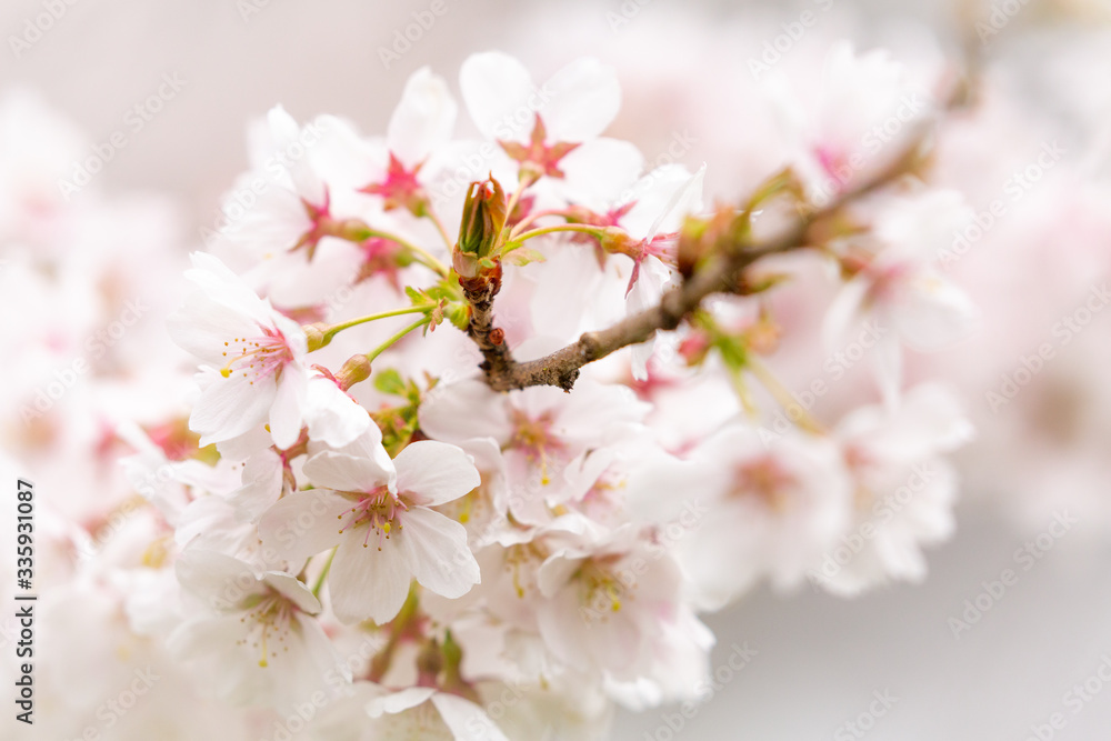 Bright pink and white cherry tree full blossom flowers blooming in spring time season near Easter, against blurred bokeh background