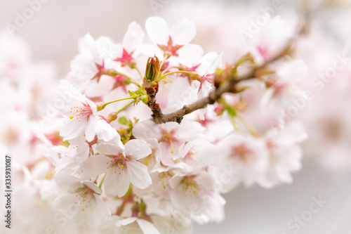 Bright pink and white cherry tree full blossom flowers blooming in spring time season near Easter, against blurred bokeh background © Gabi