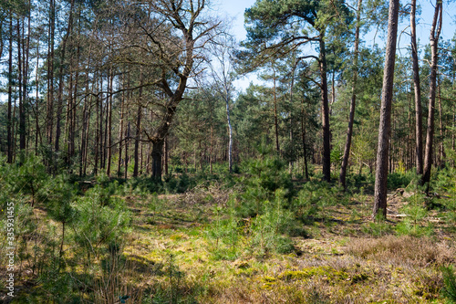 nature/forrest in Arnhem Netherlands © adelbrecht