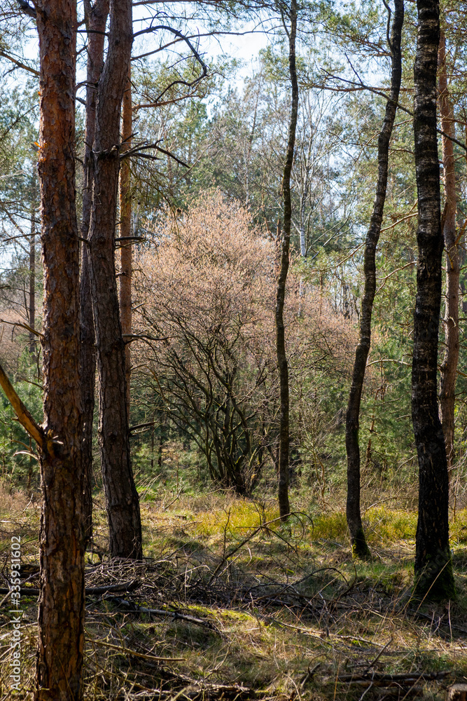 nature/forrest in Arnhem Netherlands nature/forrest in Arnhem Netherlands