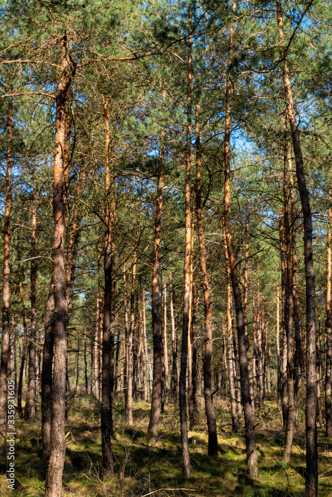 Fototapeta premium nature/forrest in Arnhem Netherlands