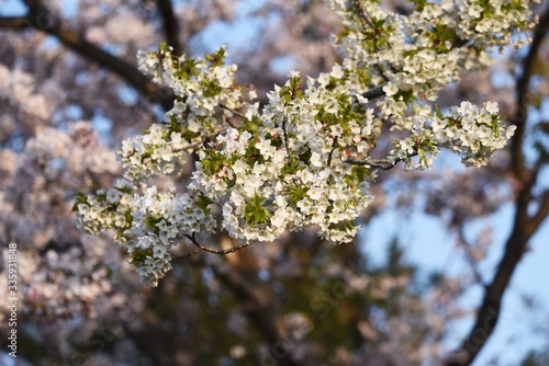 Cherry blossoms in full bloom / Japanese spring scenery © tamu