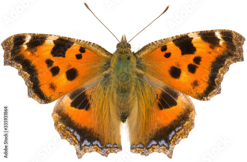 Nymphalis xanthomelas butterfly, the scarce tortoiseshell, or yellow-legged tortoiseshell is a species of nymphalid butterfly. Butterfly isolated on white background, dorsal view. photo
