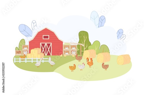 Free Range Chicken Eat Grass in Farmyard Fowl Farm