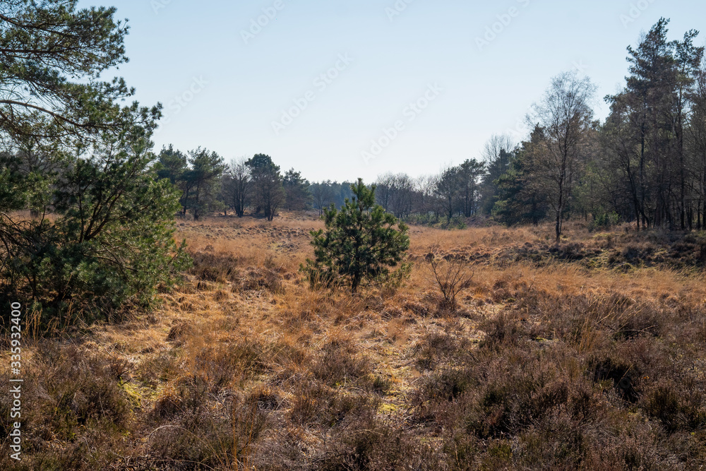 nature/forrest in Arnhem Netherlands nature/forrest in Arnhem Netherlands