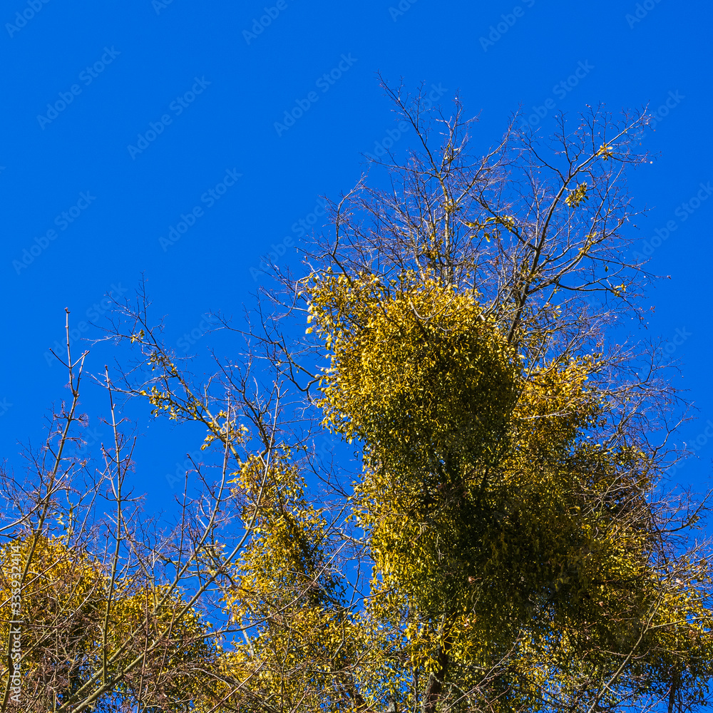 Fototapeta premium Mistletoe on the bare branches of a tree on a bright blue sky backdrop on a spring sunny day. Tree and classic blue sky. Texture concept.