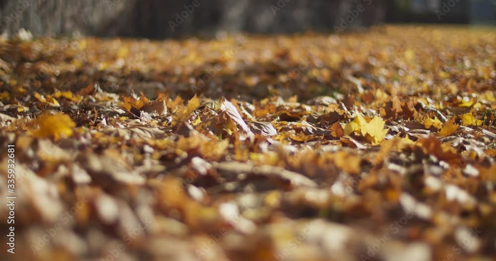 Closeup view of yelllow maple leaves in city park. Low angle still shot with changing focus. Depth of field with beautiful bokeh. The sun bright the scene.
Closeup view of yelllow maple leaves in city park. Low angle still shot with changing focus. Depth of field with beautiful bokeh. The sun bright the scene.