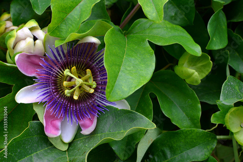 Foto purple passion flower, passion flower