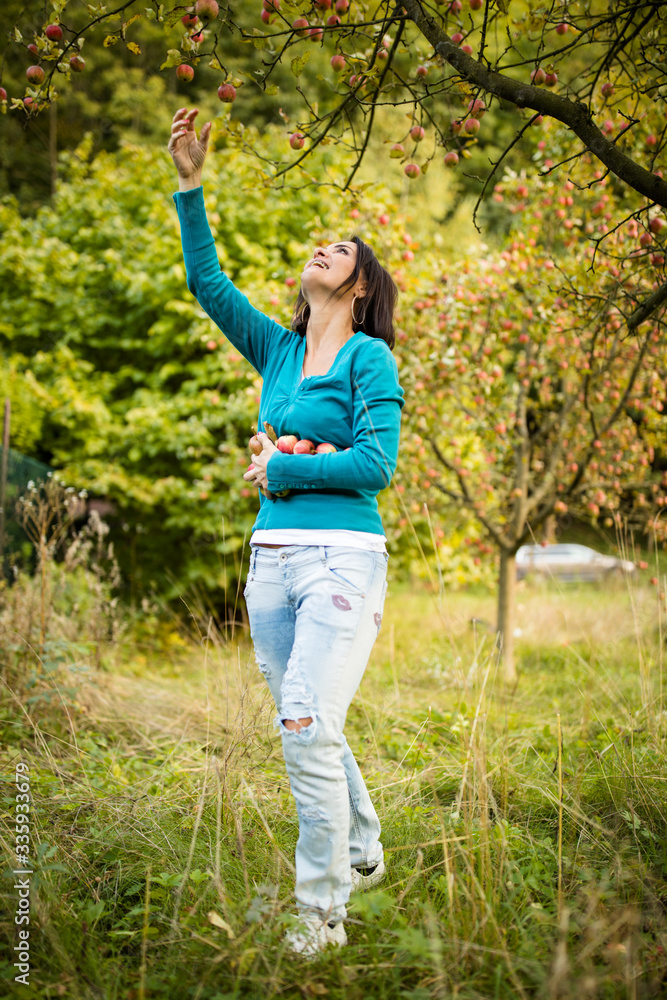 Cute young woman picking apples in an orchard having fun harvesting the ripe fruits of her family's labour(color toned image)