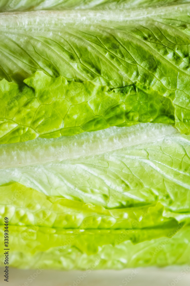 Gros plan sur des feuilles de salade verte romaine Gros plan sur des feuilles de salade verte romaine