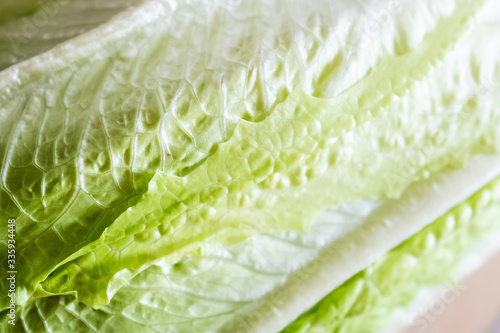 Gros plan sur des feuilles de salade verte romaine photo