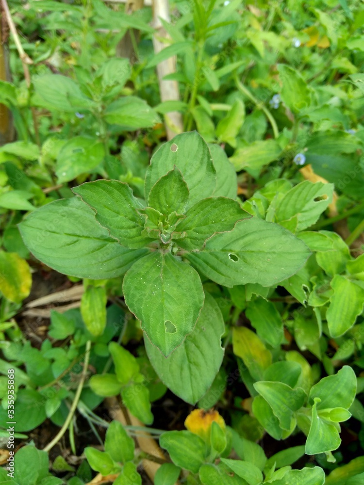 Close up borreria with natural background. Borreria including weeds and used as animal feed. Close up borreria with natural background. Borreria including weeds and used as animal feed.