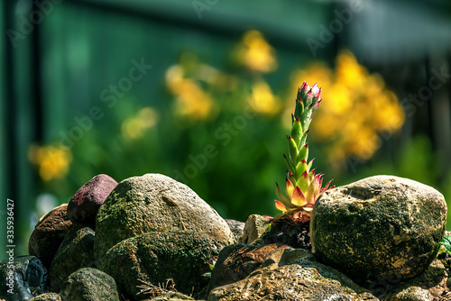 flower on a stone