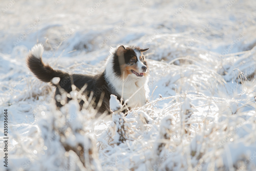 Fototapeta premium A dog of the Australian shepherd breed plays