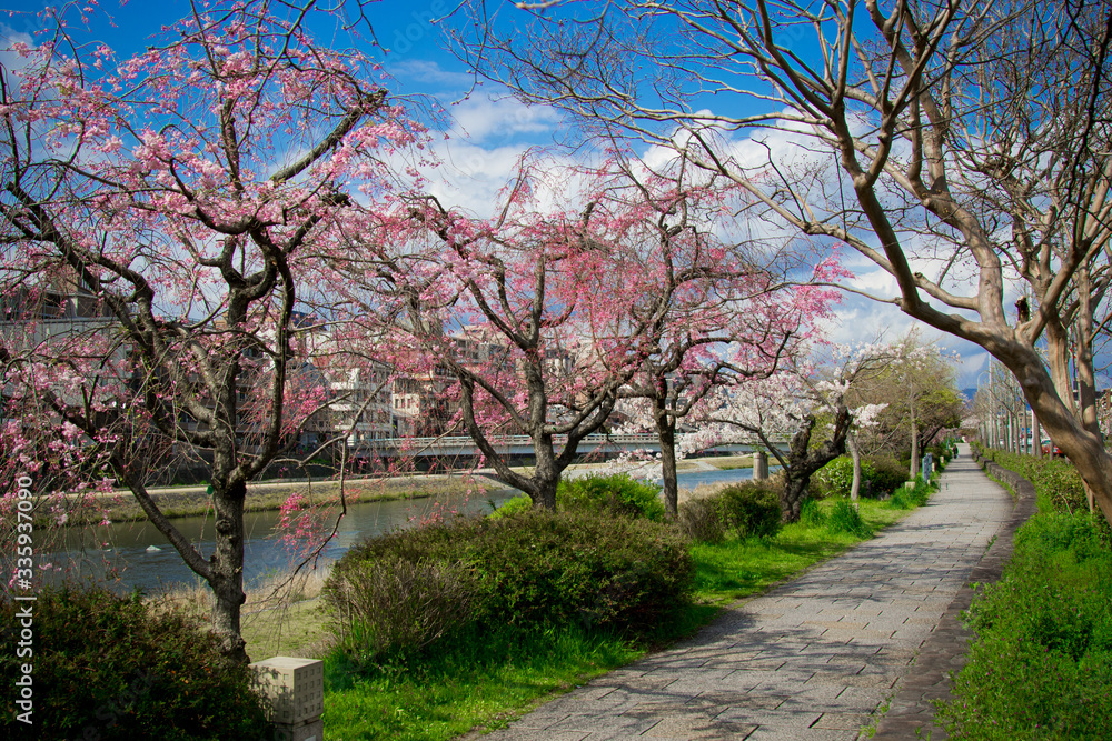 スダレ桜花