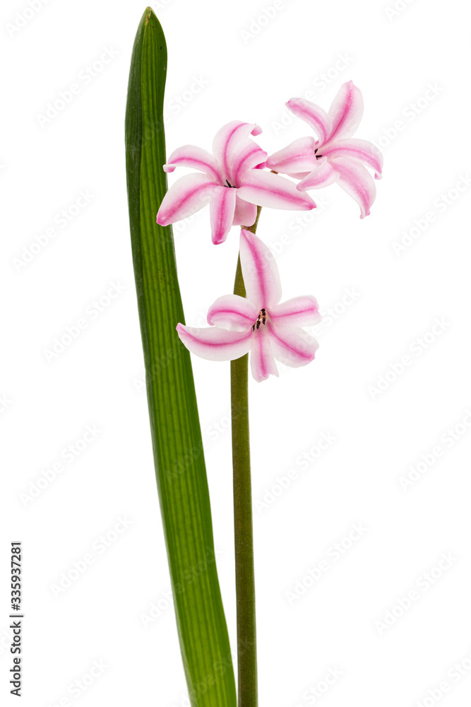 Fototapeta premium Pink flower of hyacinth, isolated on white background