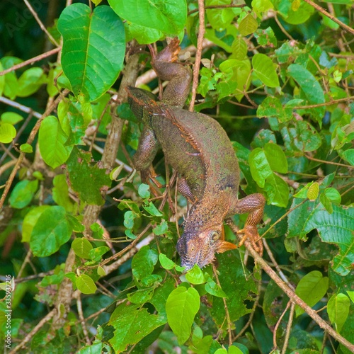 Colorful iguana found in the rainforest in Costa Rica