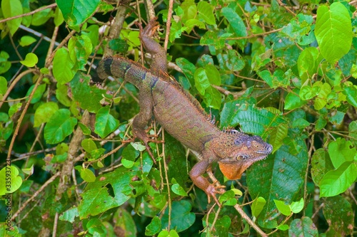Colorful iguana found in the rainforest in Costa Rica © bleung