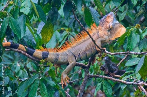 Colorful iguana found in the rainforest in Costa Rica © bleung