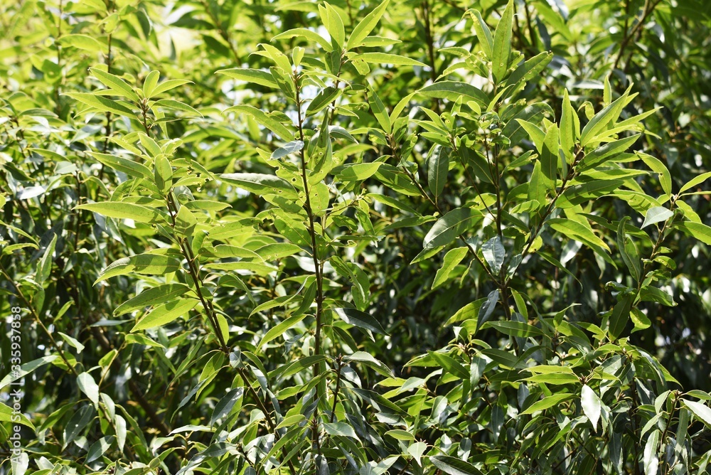 Quercus myrsinifolia (Bamboo-leafed oak) / Fagaceae evergreen tall tree.