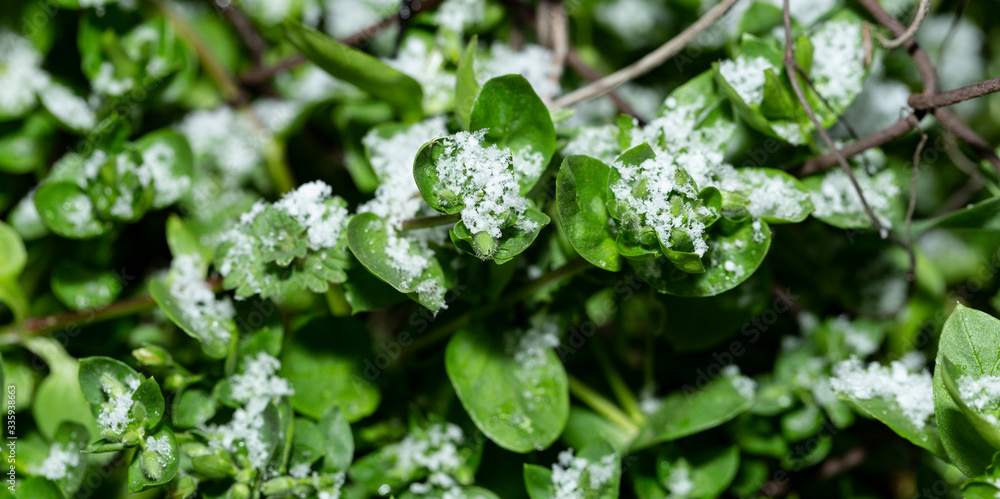 Cataclysm. Snow in the spring. The return of winter. Snow covered the grass. Weather anomaly. Cataclysm. Snow in the spring. The return of winter. Snow covered the grass. Weather anomaly.