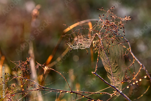 Natural background with a spider web and drops. morning sun 