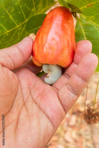 Hand harvesting Red Cashew fruit (Anacardium occidentale) on tree