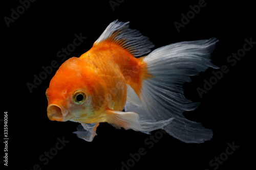 Oranfa goldfish with black background