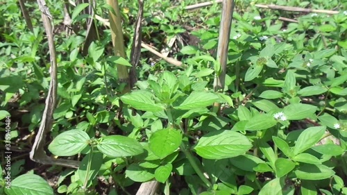 Close up borreria with natural background. Borreria including weeds and used as animal feed. photo