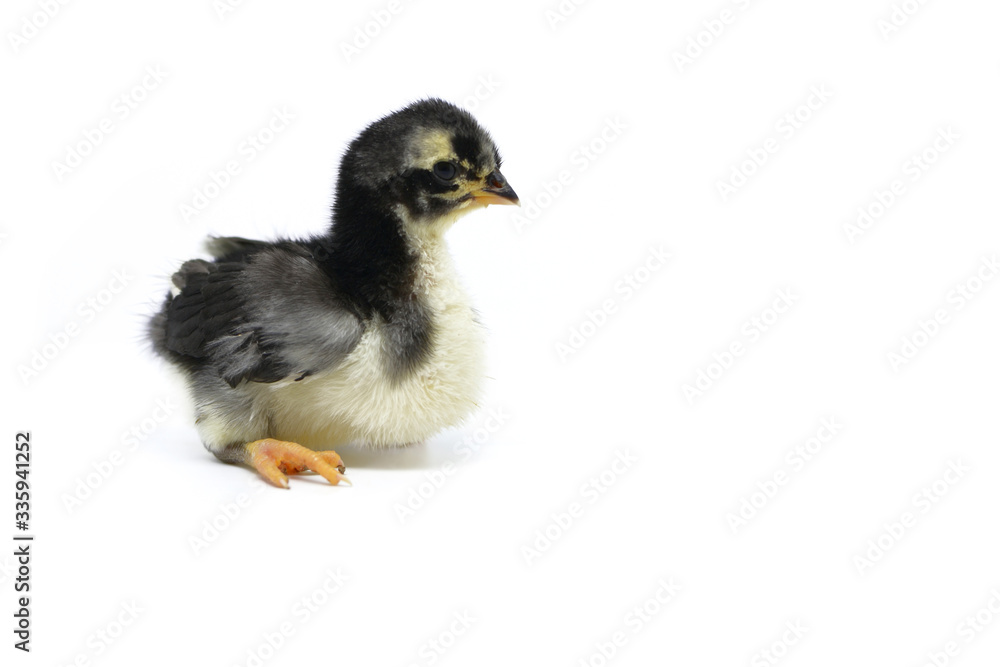 Black and white chick on a white background Black and white chick on a white background