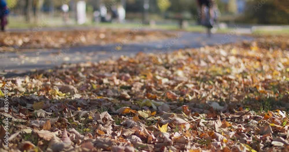Close-up shot of autumn leaves on the ground. Cyclist riding on city park trail. Blurred background, slow motion.
Close-up shot of autumn leaves on the ground. Cyclist riding on city park trail. Blurred background, slow motion.