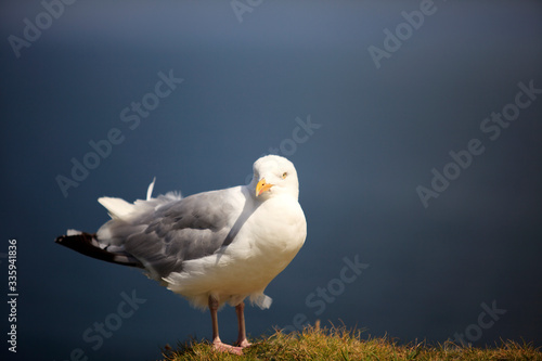 Tintagel (England), UK - August 10, 2015: A gull, Tintagel, Cornwall, United Kingdom.