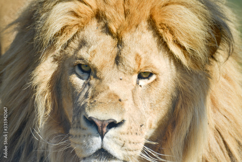 Gros plan d'une lion avec une belle crinière en été avec un beau regard calme © Guillaume Leray