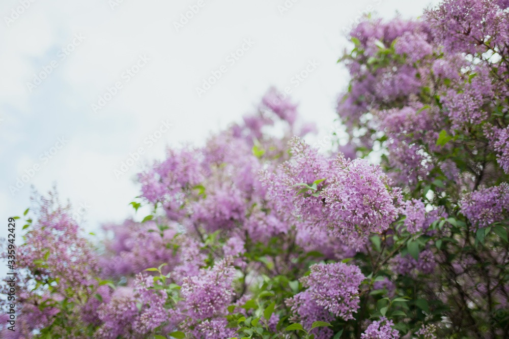 Beautiful blooming lilac bush against the sky Beautiful blooming lilac bush against the sky