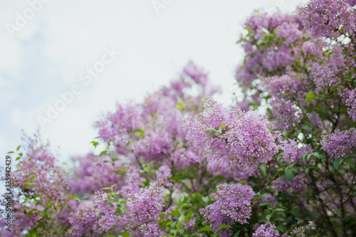 Beautiful blooming lilac bush against the sky