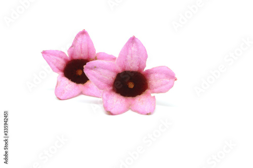 Brachychiton discolor flowers on a white background