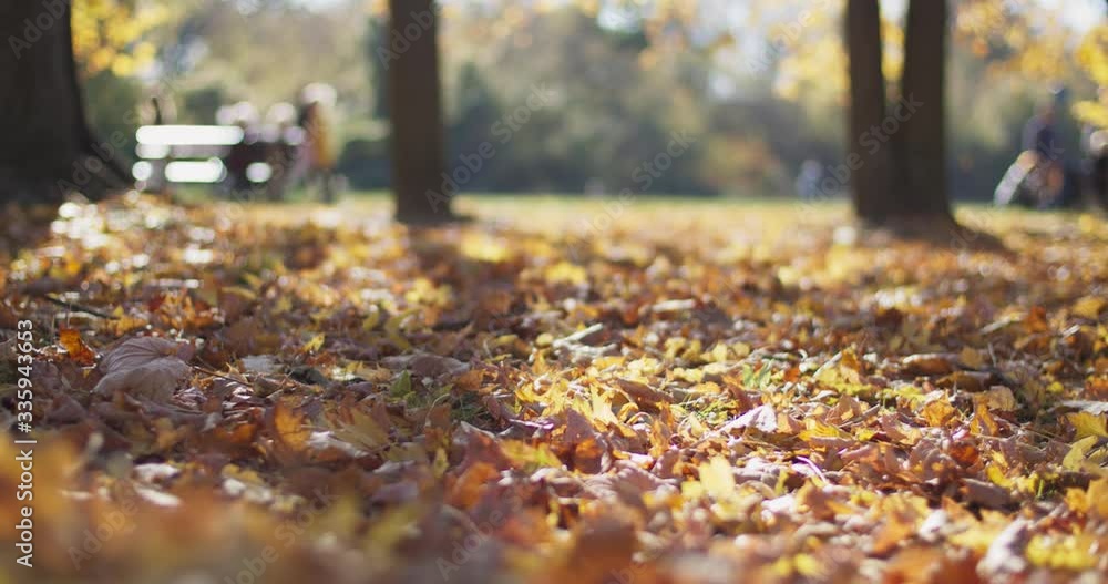 Close-up view of cyclists riding on a bicycle path in a city park. Low angle slow motion following shot with golden autumn leaves. People with baby carriage on the blurred background.
Close-up view of cyclists riding on a bicycle path in a city park. Low angle slow motion following shot with golden autumn leaves. People with baby carriage on the blurred background.