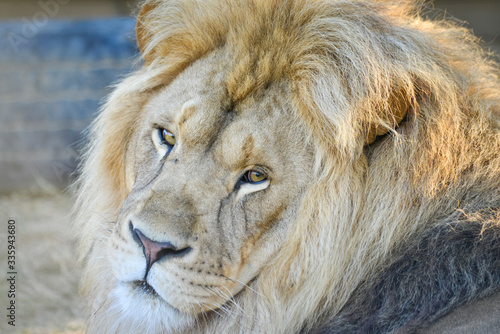 Fototapeta Naklejka Na Ścianę i Meble -  Gros plan d'une lion avec une belle crinière en été avec un beau regard calme