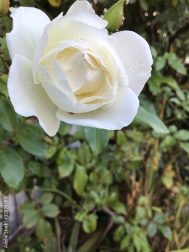 Rosa blanca en el jard  n 