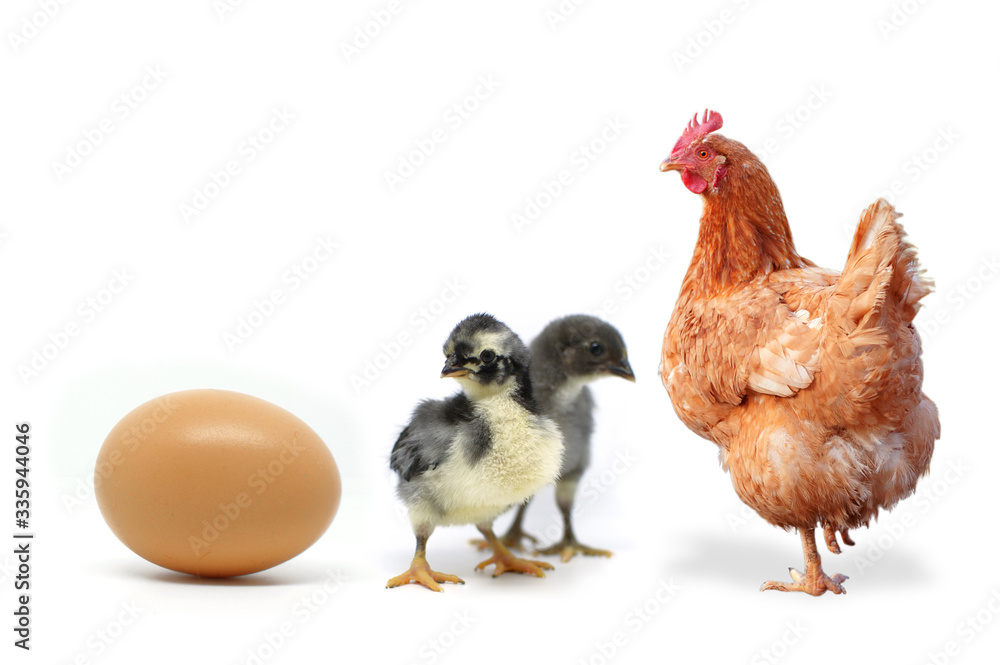 Chicken and egg hen on a white background