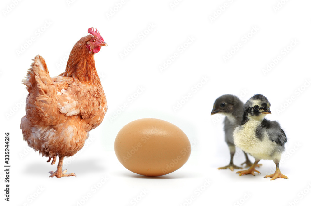 Fototapeta premium Chicken and egg hen on a white background