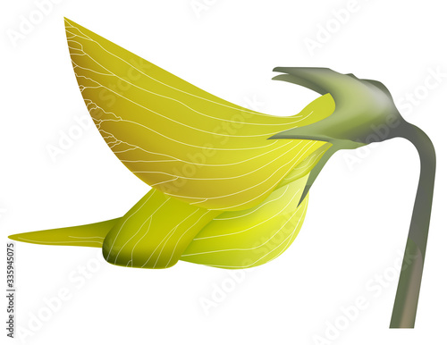 Flor amarilla