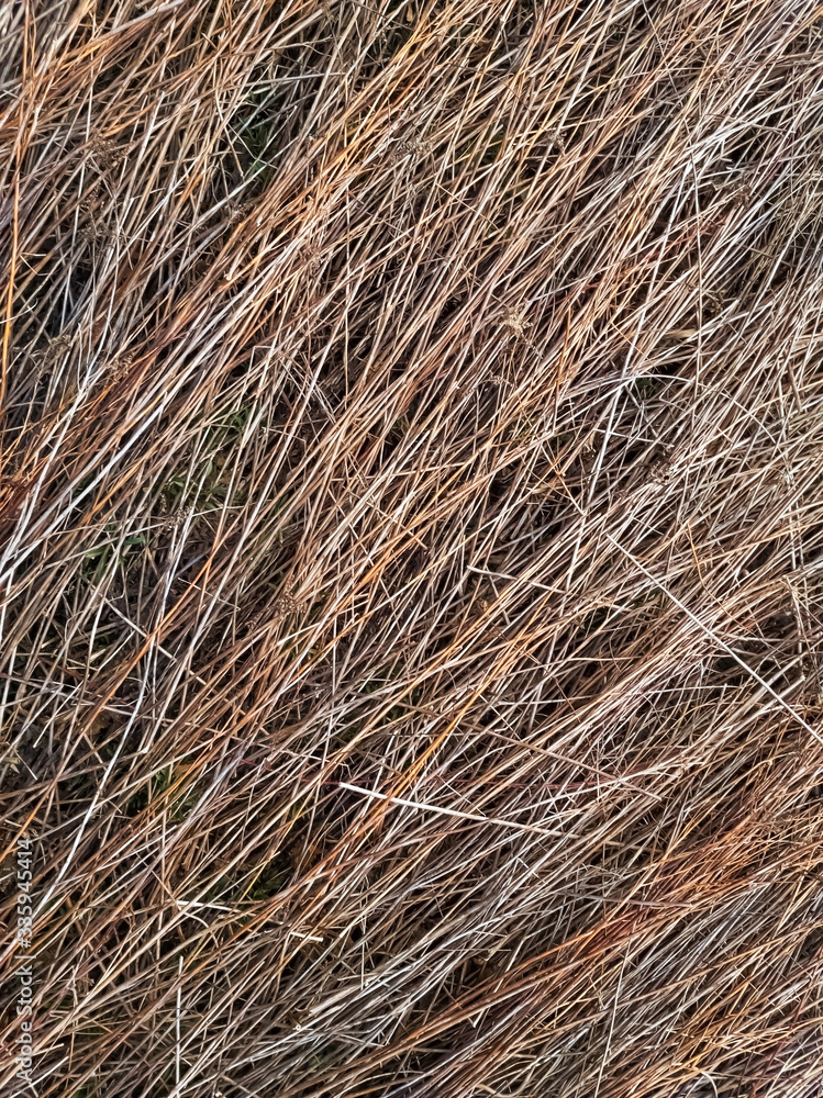 Dried common reed lying on the ground Dried common reed lying on the ground
