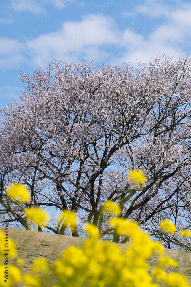 春の温かみ菜の花と満開の桜