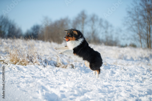 A dog of the Australian shepherd breed plays in the snow