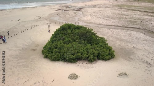 Aerial Image of sloth tree (arvore da preguica), attractive tourist of Jericoacoara, Ceara, Brazil photo