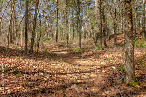 walking and hiking path in woods or forest